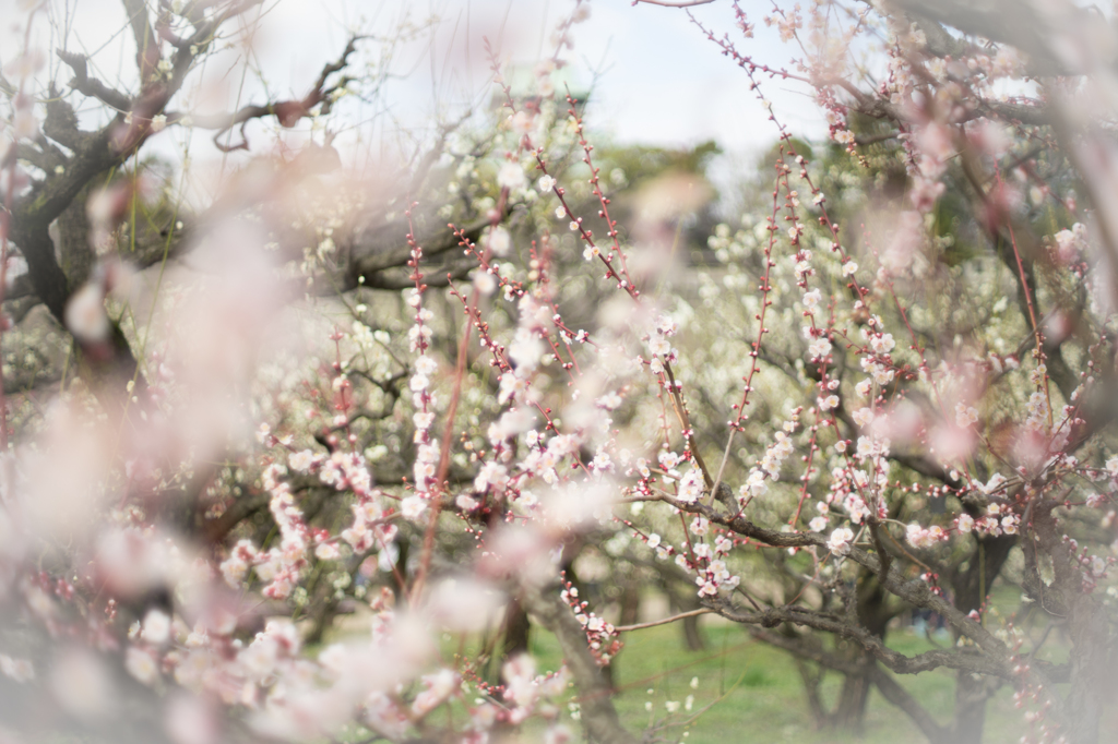 2015_03_08 大阪城公園03