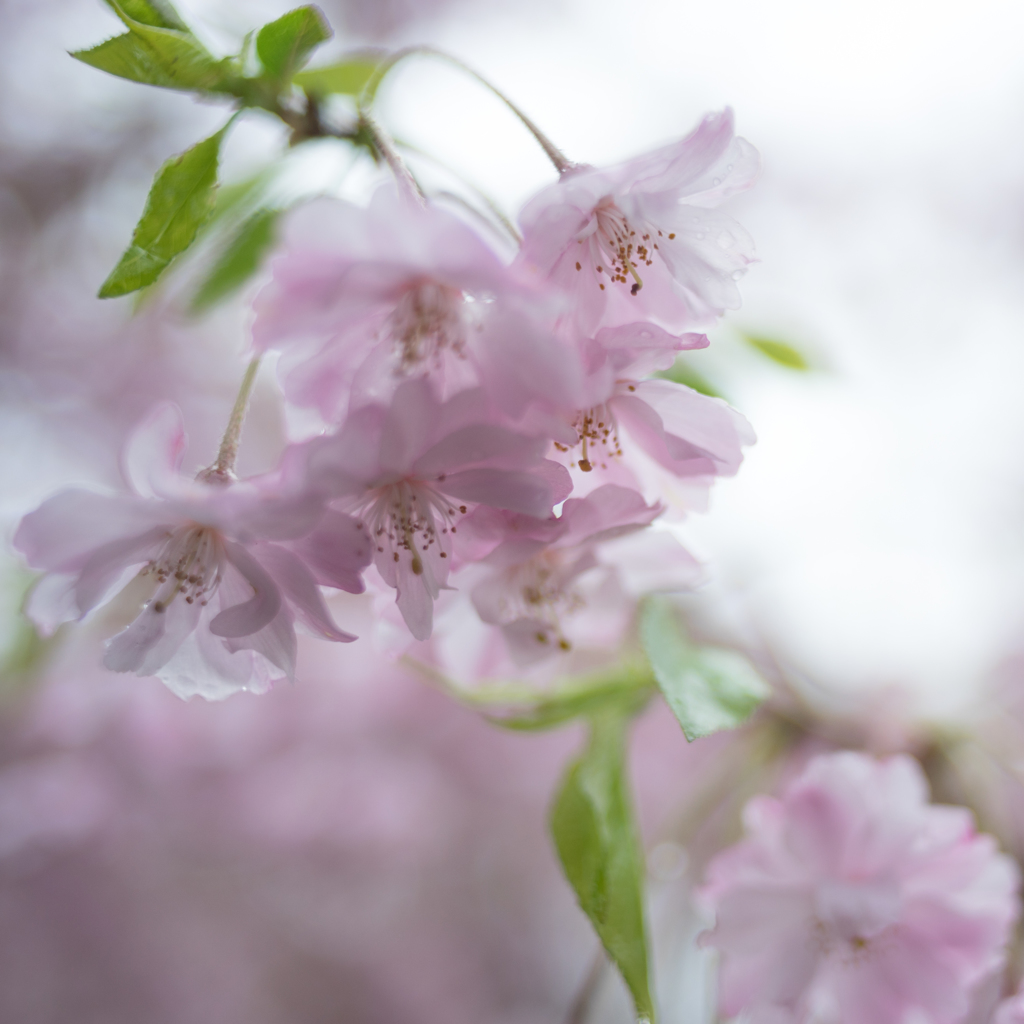 2015_04_05 大阪城公園08