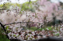 2015_04_05 大阪城公園01