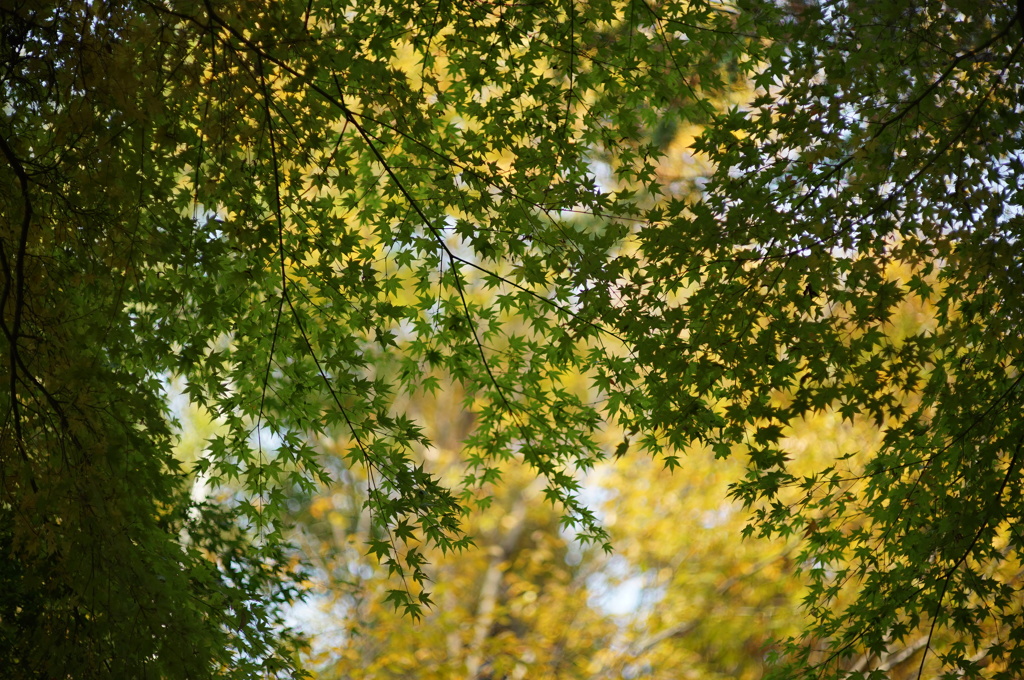 2013_11_24 東福寺03