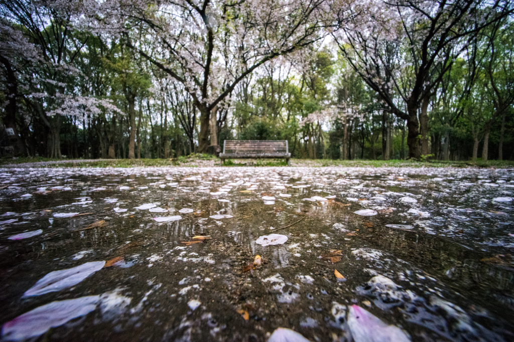2015_04_05 大阪城公園10