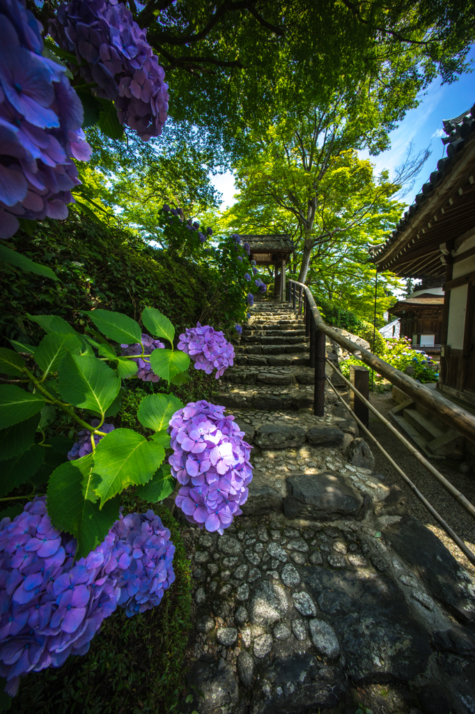 2015_06_24 善峯寺04