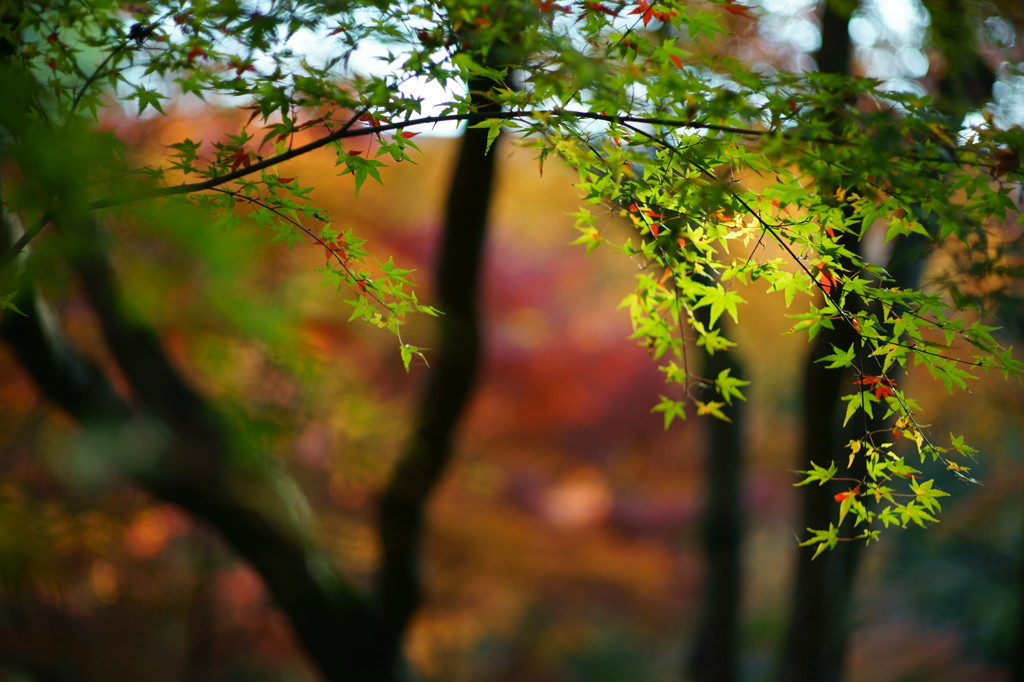 2013_11_24 東福寺04