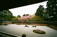 2013_04_07 龍安寺01