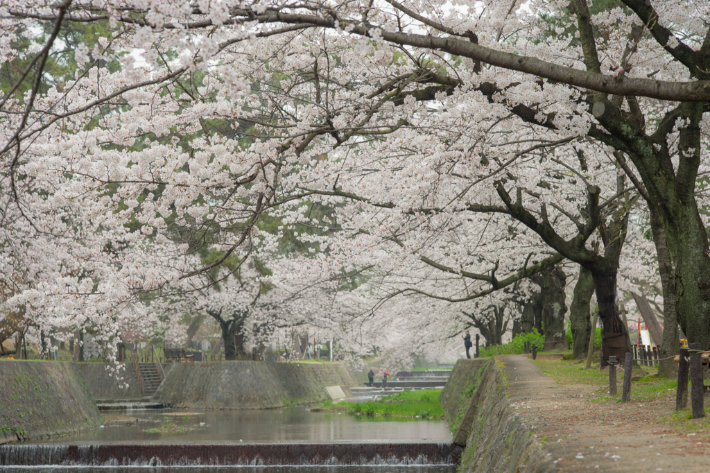 2015_04_01 夙川02