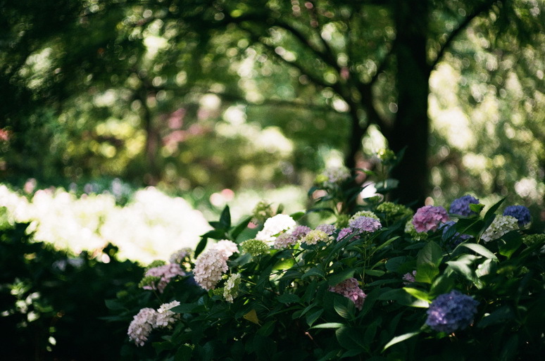 2013_06_24 長居植物園01