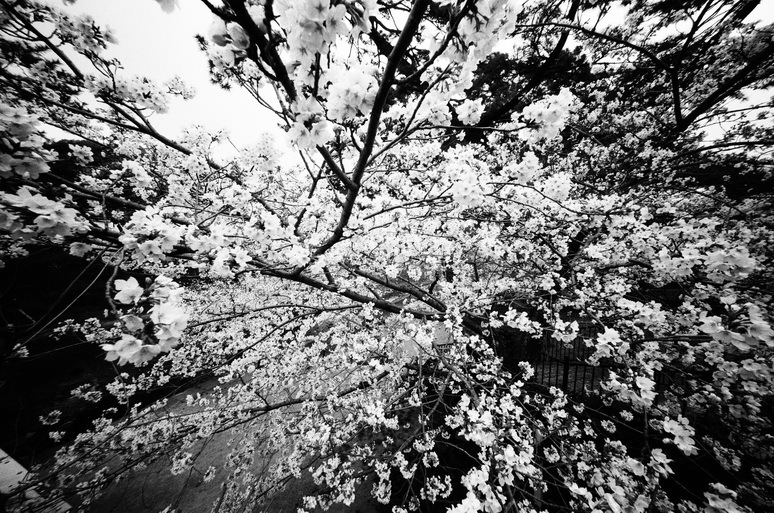 夙川20130327_01