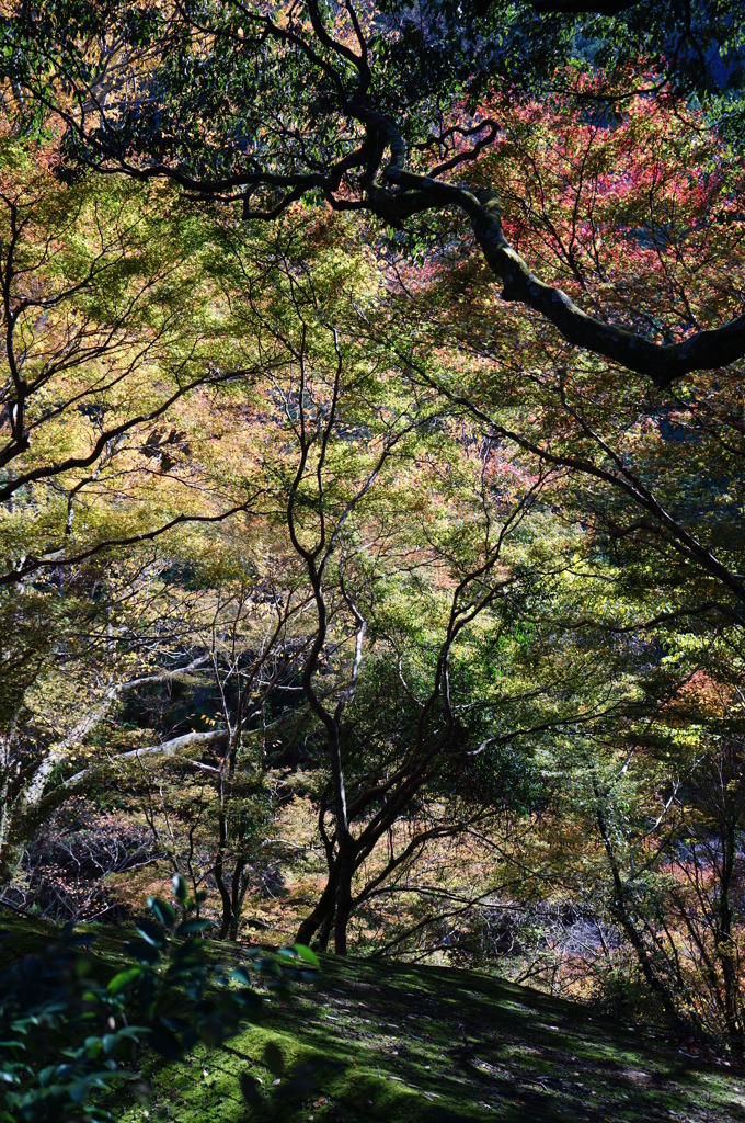 2013_11_19 神護寺01