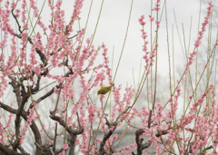 2015_03_08 大阪城公園09