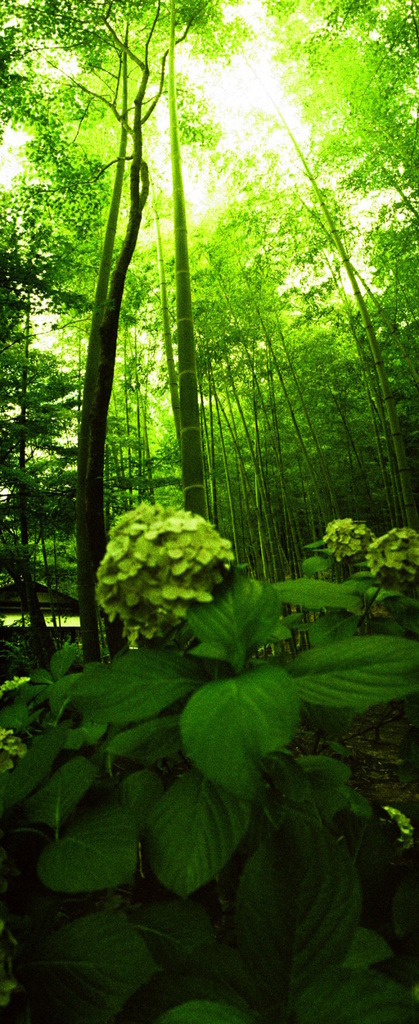 2013_07_01 嵐山天龍寺