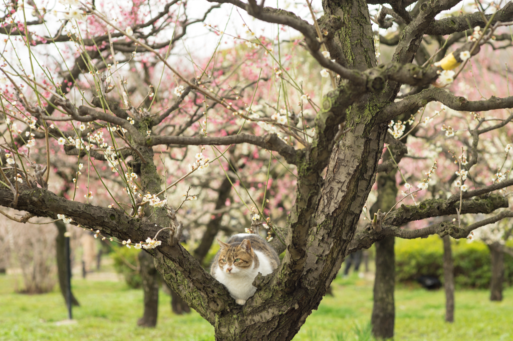 2015_03_08 大阪城公園08