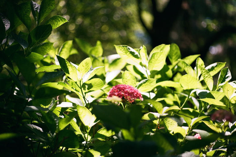 2013_06_24 長居植物園02