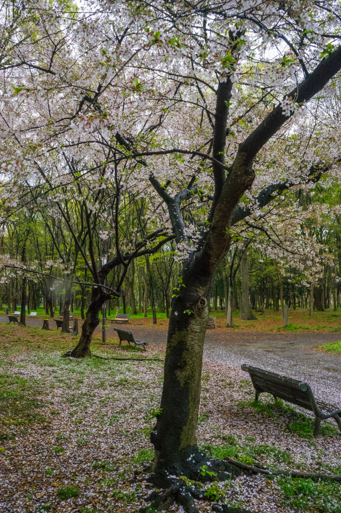 2015_04_05 大阪城公園02