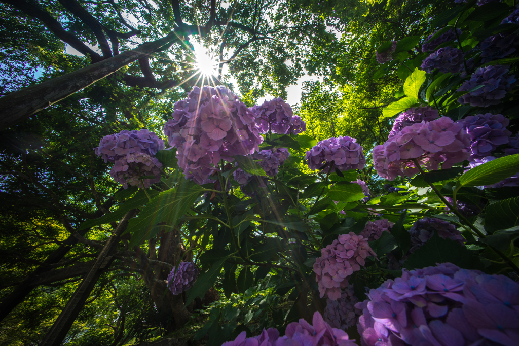 2015_06_24 善峯寺05