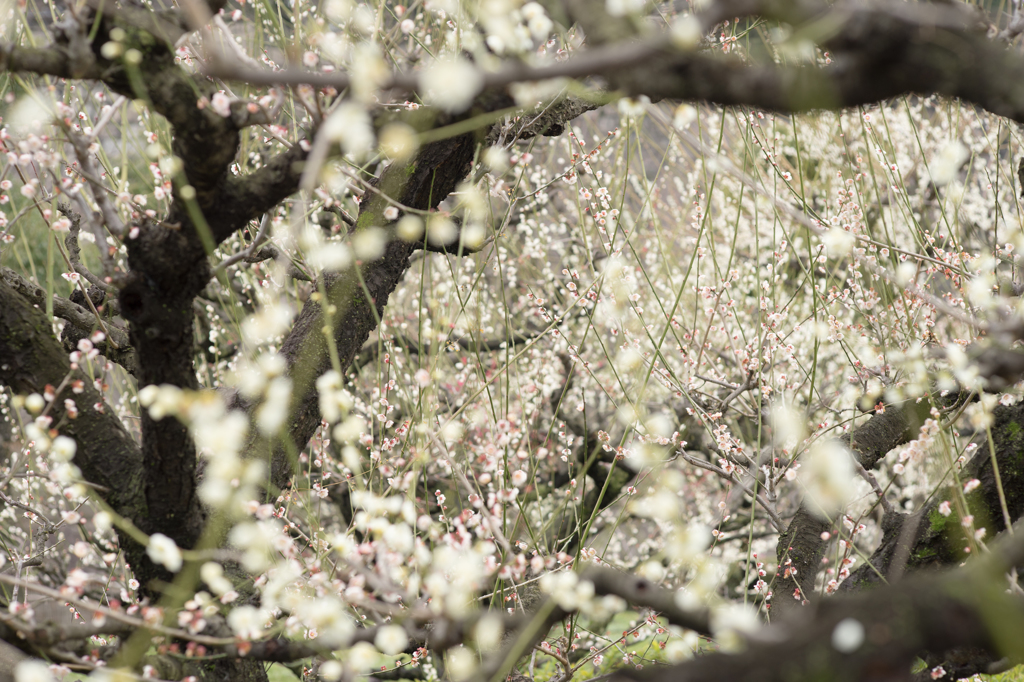 2015_03_08 大阪城公園05