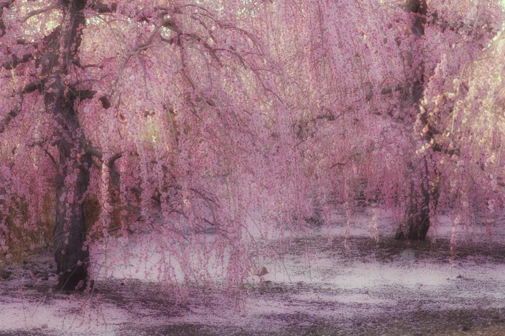 梅桃桜春爛漫