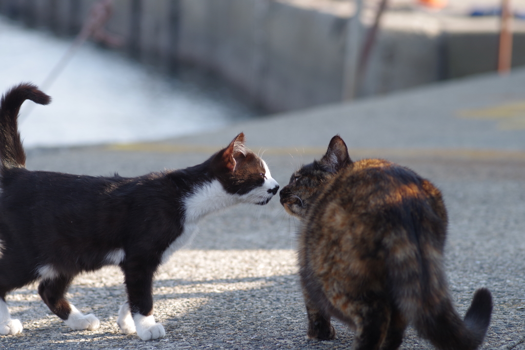 行ってきます！のチュ～。