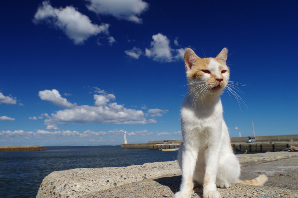 写真日和