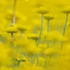yellow world