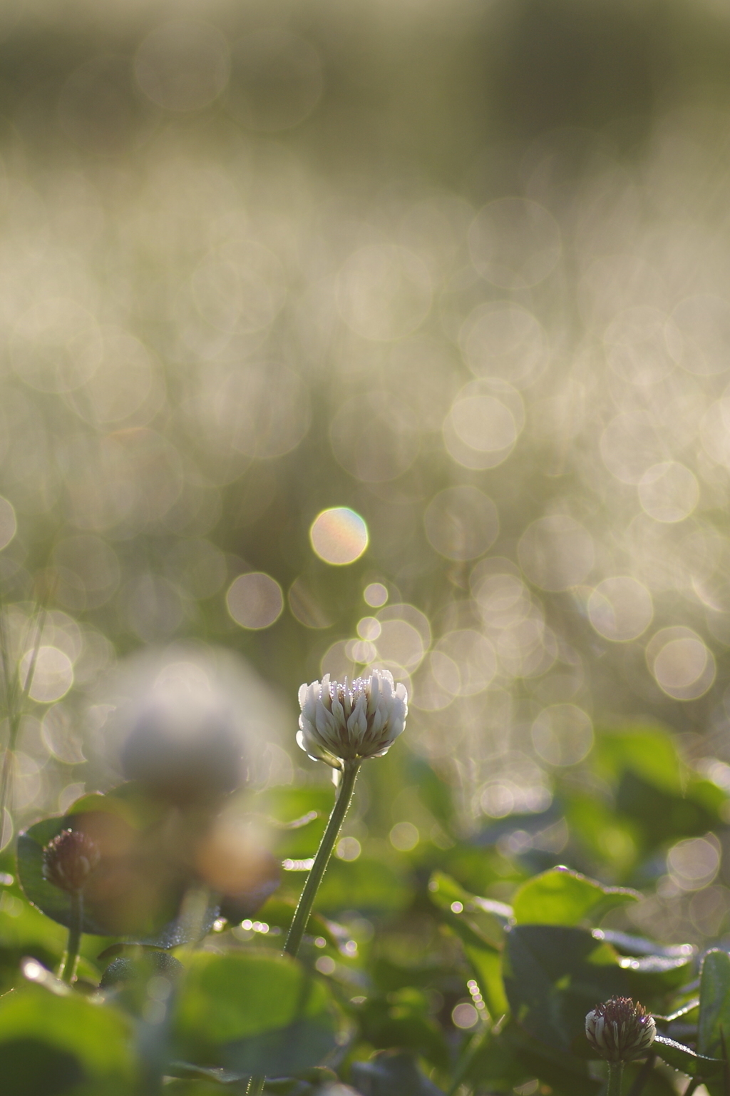 シャボンの花。。。