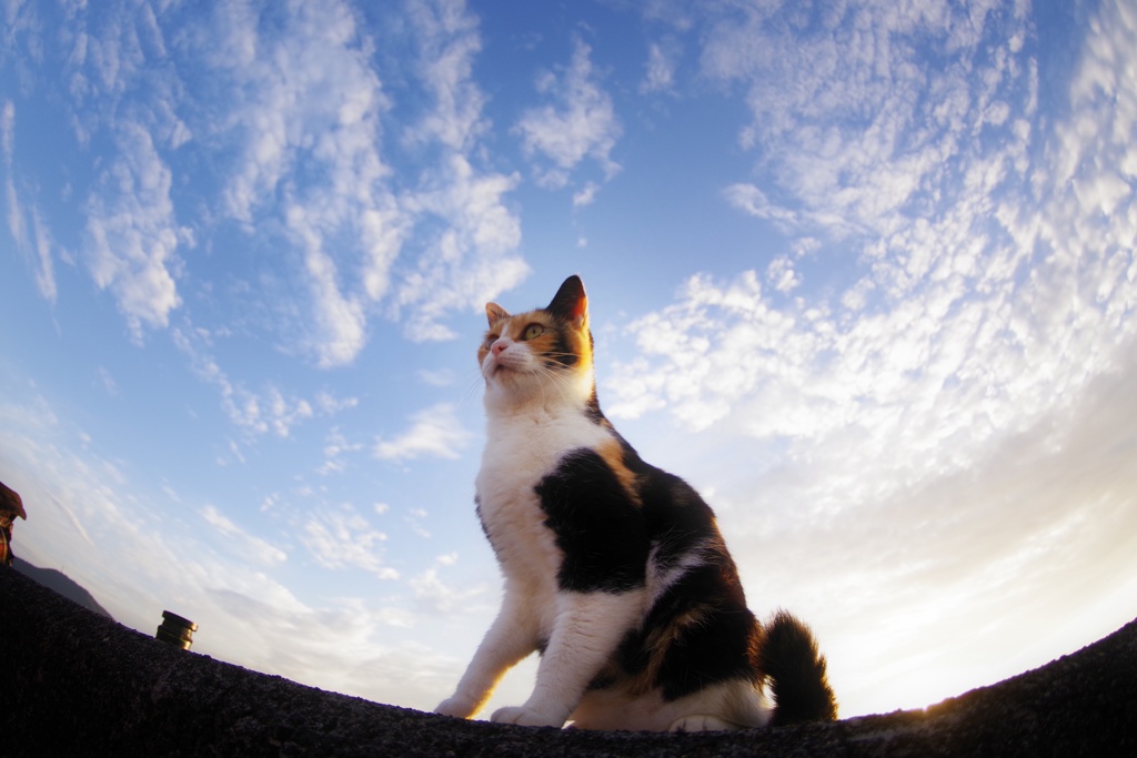 なにか世界の重大な秘密に気付いた猫。