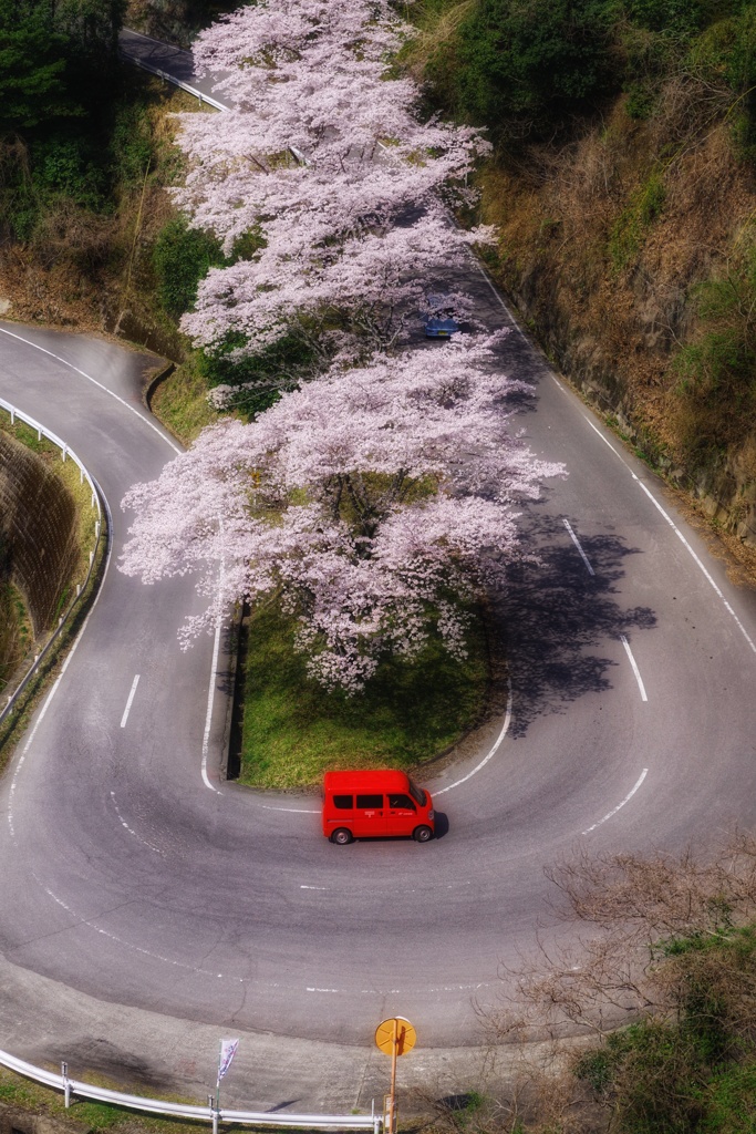 桜便り