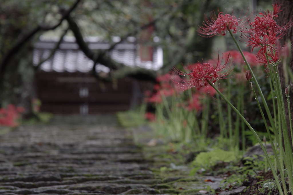 雨降りキライ…