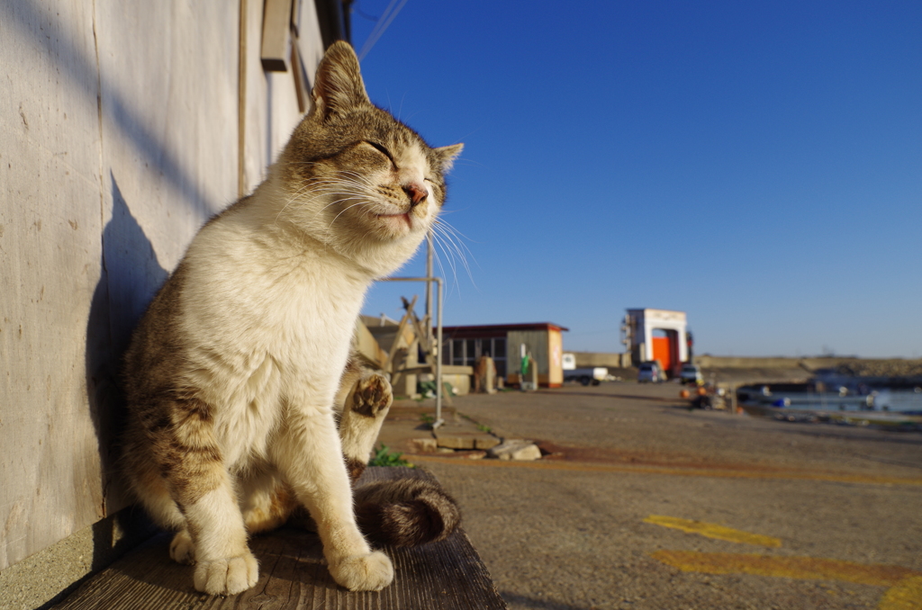 春のうららの猫と僕