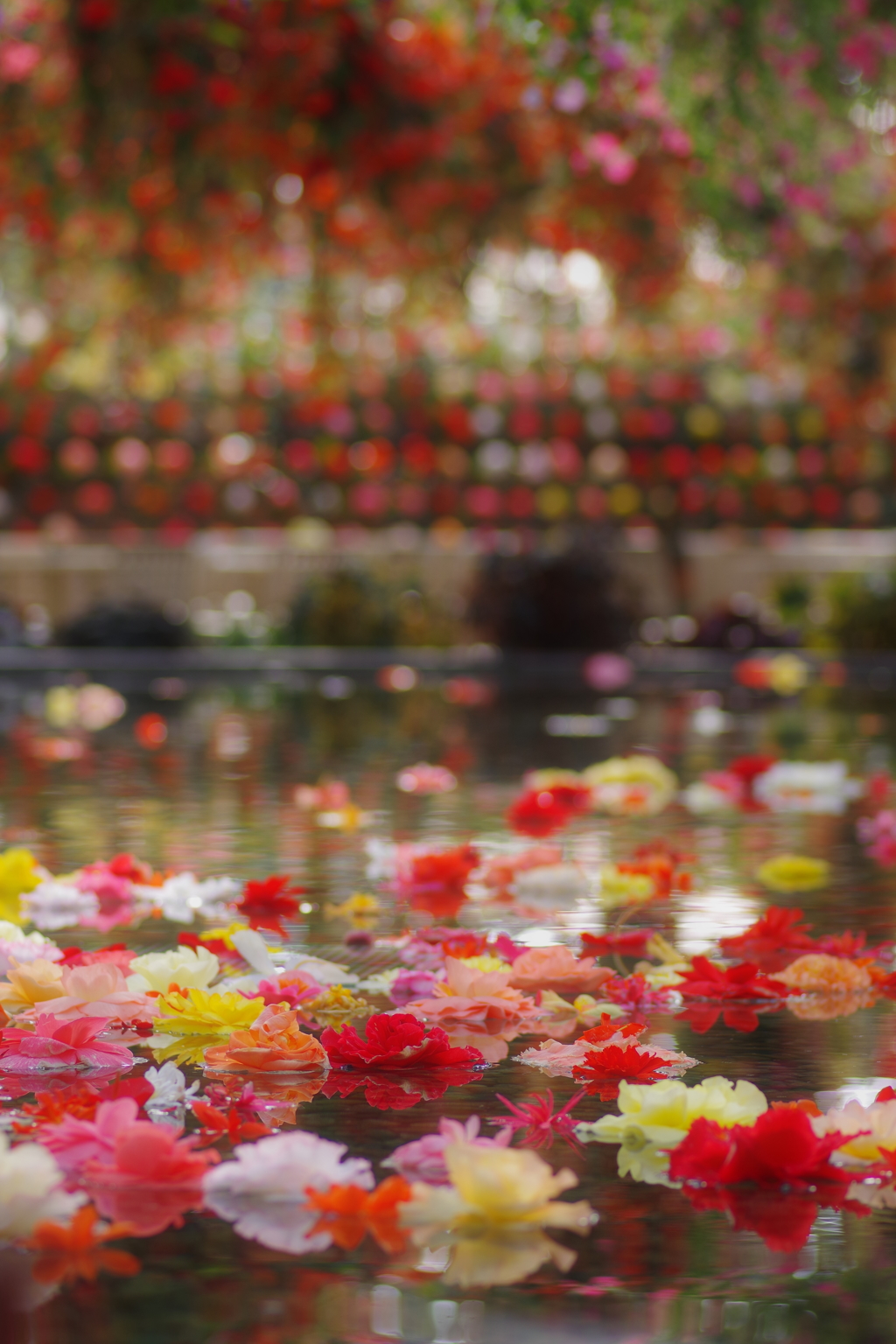 秘密の花園