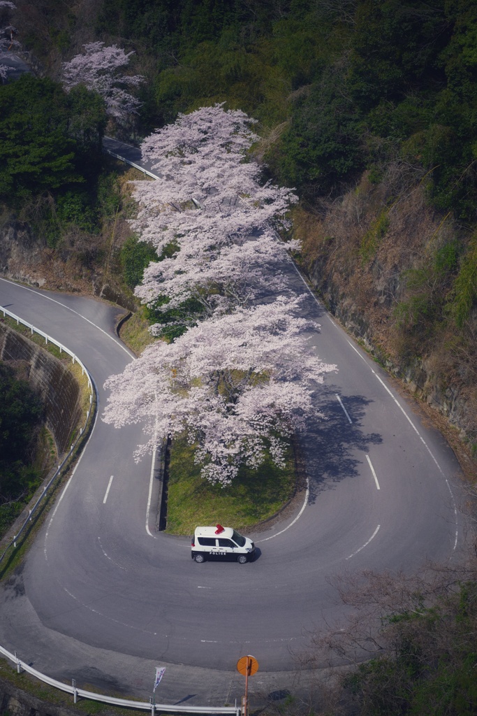 桜花パトロール