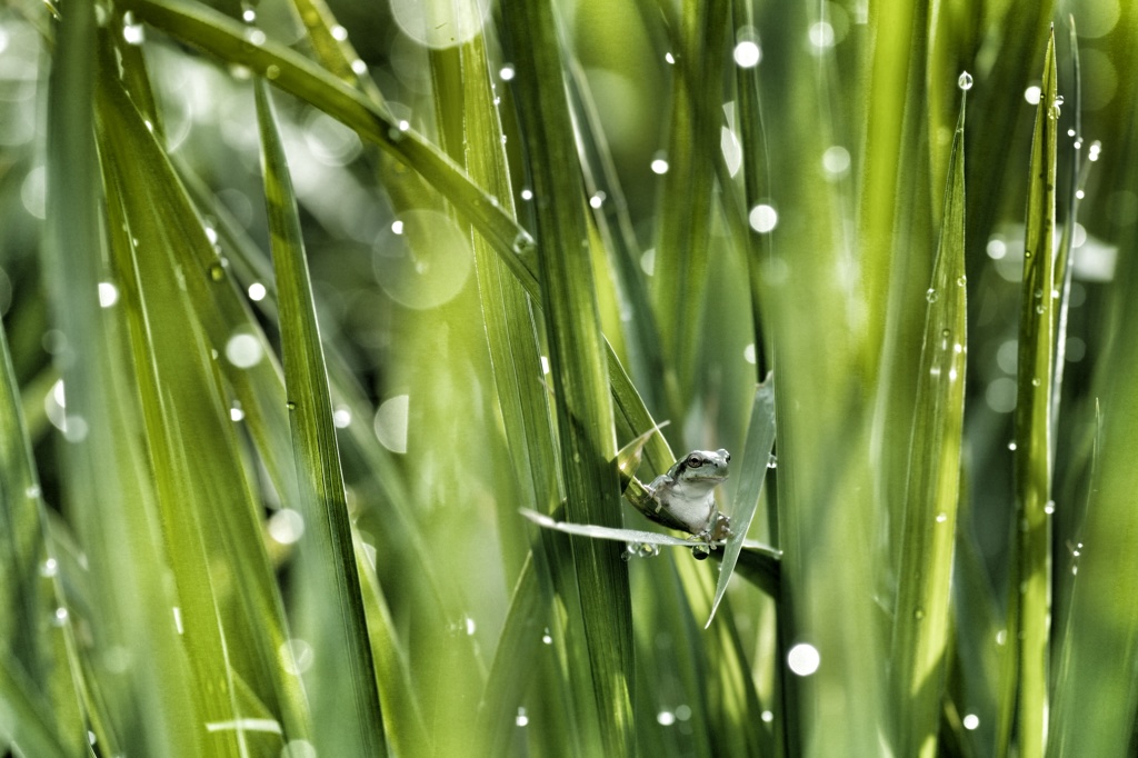 梅雨の後先…
