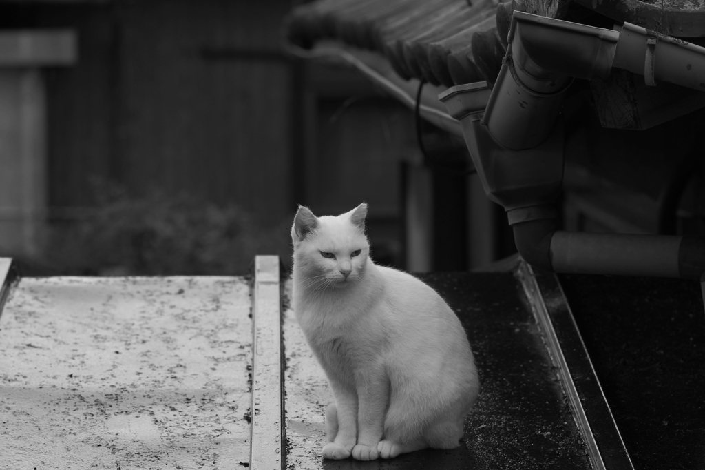 ネコ侍