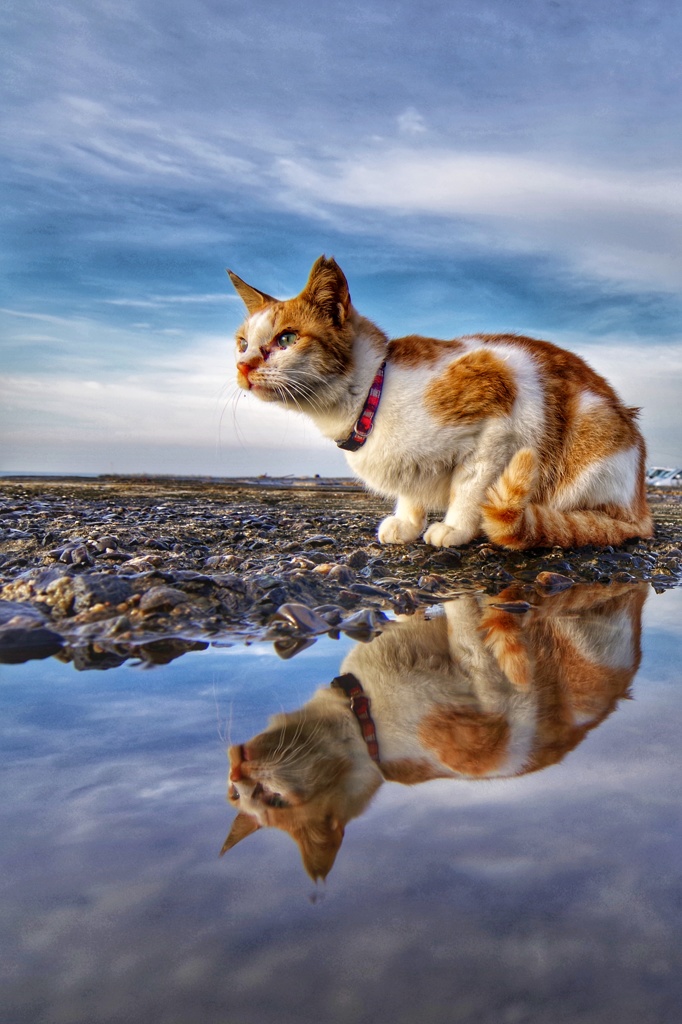 水辺の生き物