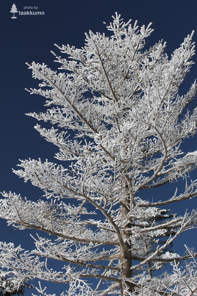 White Christmas Tree