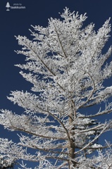 White Christmas Tree