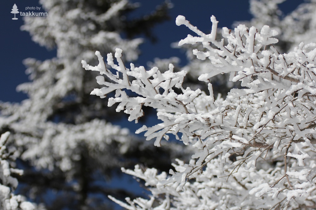 枝先まで雪化粧