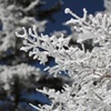 枝先まで雪化粧