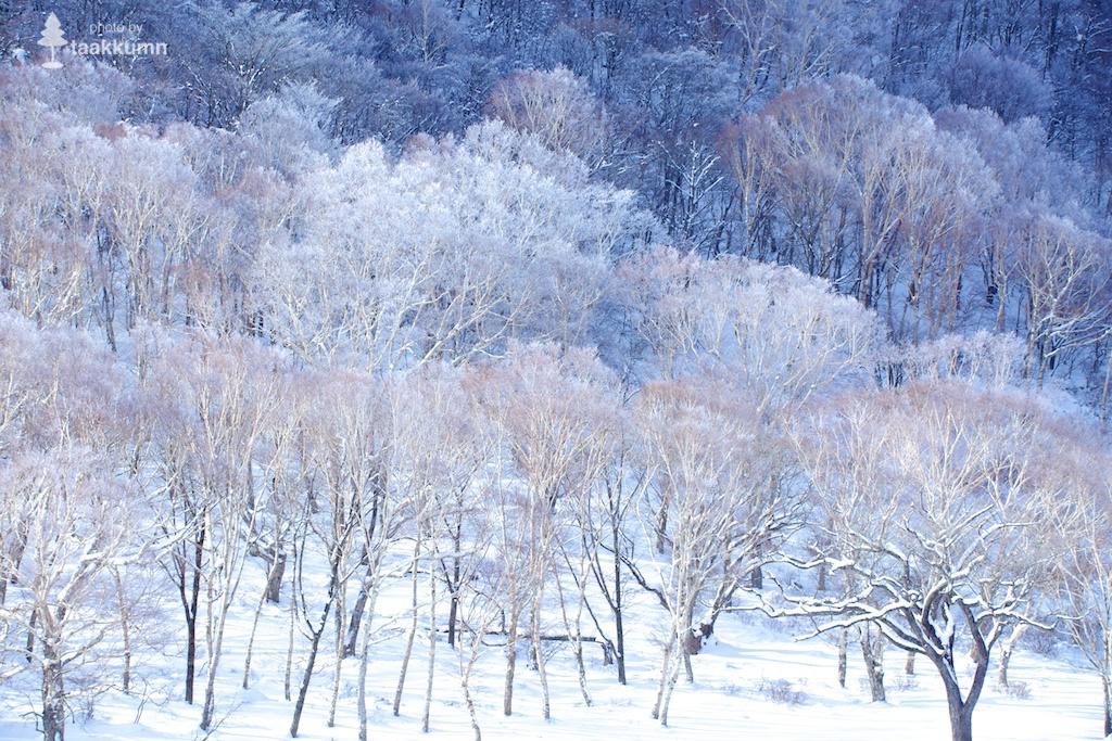 赤城山の霧氷（2）