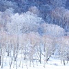 赤城山の霧氷（2）