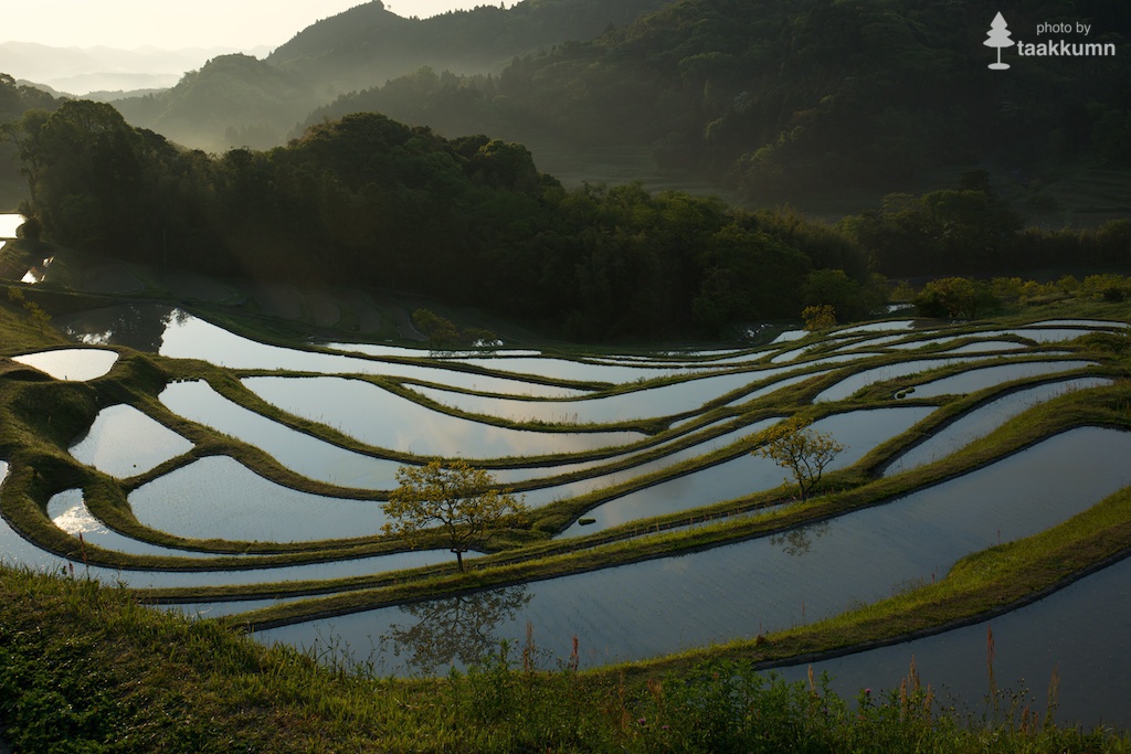 緑に染まる棚田