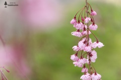 花盛りの枝垂