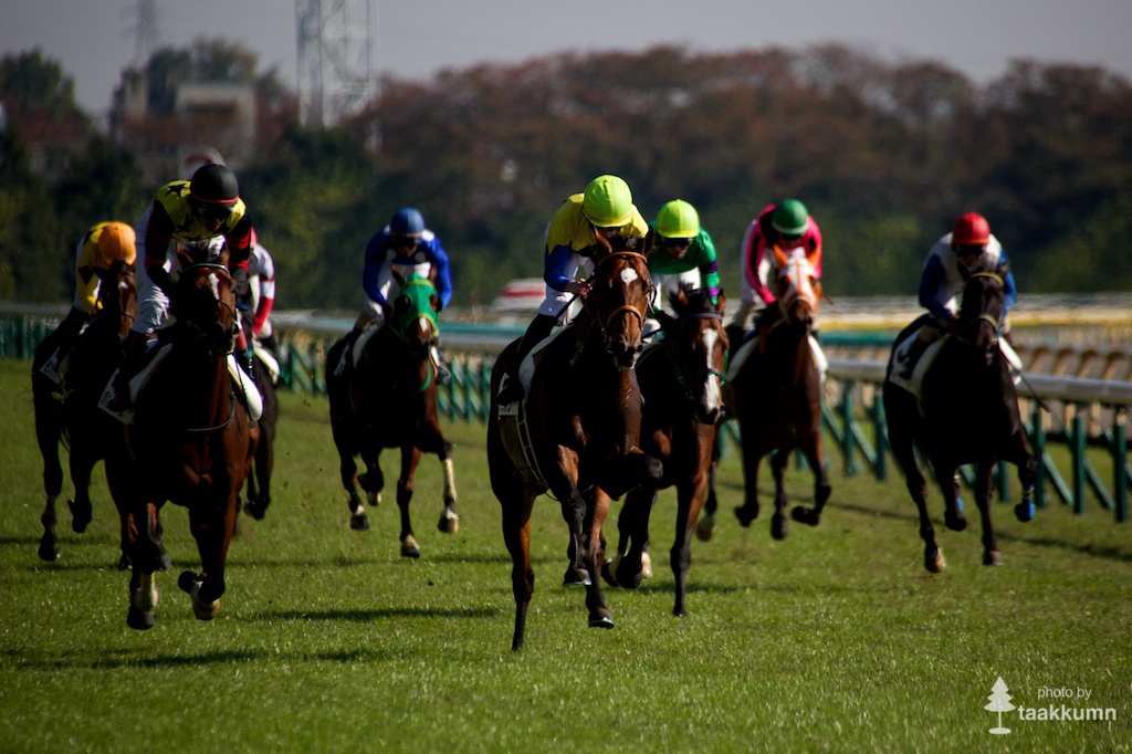 初チャレンジ東京競馬場（4）