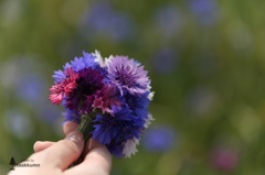 ヤグルマソウで花束