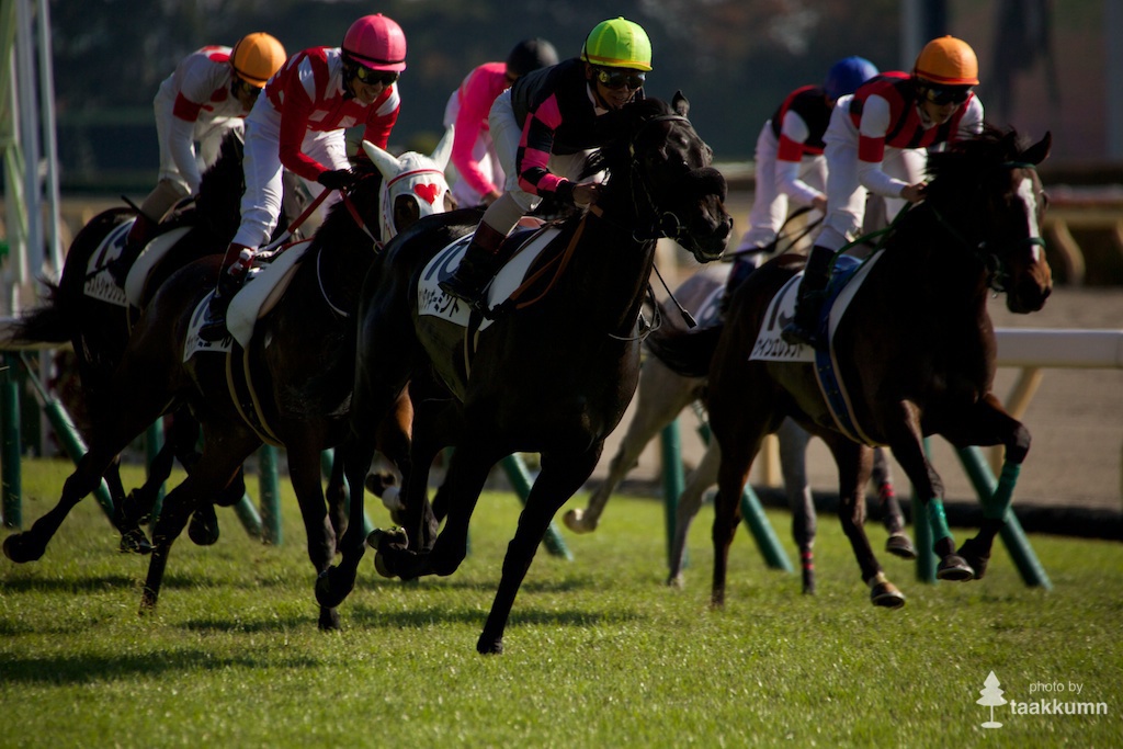 初チャレンジ東京競馬場（2）