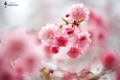 水中花のような桜色