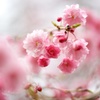 水中花のような桜色