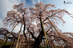 2014年の滝桜