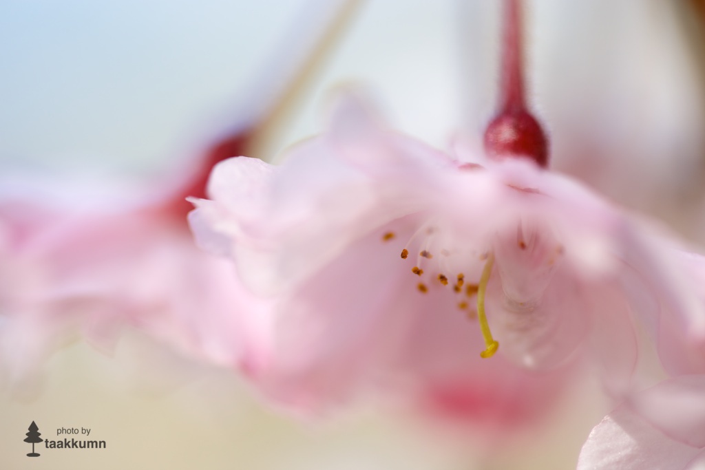 淡くとける桜色