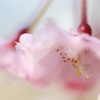 淡くとける桜色