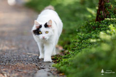 『一日一猫，12日目』